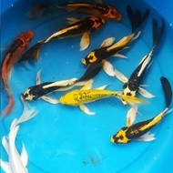 bibit ikan koi ukuran 16 cm 1