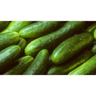 Benih Timun - Cucumber Seeds 0.3g ¦ 1.2g ¦ 4.0g - Non-GMO F1 Hybrid