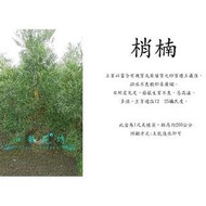 心栽花坊-梢楠/1尺美植袋/2米/大型庭園樹/景觀樹/造型樹/盆景樹/松杉柏檜售價1200特價1000