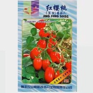 【大目】紅櫻桃玉女果櫻桃番茄種子 種籽種籽牛奶黃柿子香甜聖女果水果番茄種籽hxmm