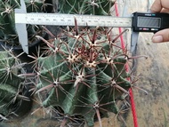 🌵💥 เฟโรเล็บเหยี่ยว  💥🌵  Ferocactus peninsulae  ขนาด 14 ซม. ไม้เมล็ด ต้นกระบองเพชร ต้นแคคตัส (แคคตัส กระบองเพชร)