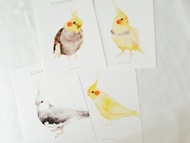鳥兒明信片組 M 玄鳳