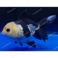 Reidi ikan mas koki oranda panda burayak jumbo induk juara kontes