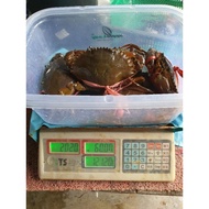 ketam nipah hidup...