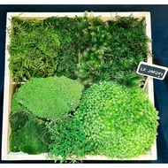 Combo of moss types - Terrarium moss, semi-Terrarium moss, mix many types, semi-Terrarium tank set, 