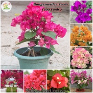 [Fast Delivery] 100pcs Bougainvillea Seeds for Planting Flowers Bonsai Flowering Climbing Vine Plant