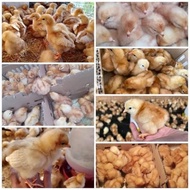 DOC Bibit Anak Ayam Layer Horn ISA Lohman Petelur