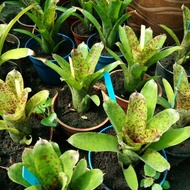 Bromeliad small pot plant