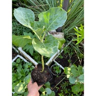 Big pot of cabbage