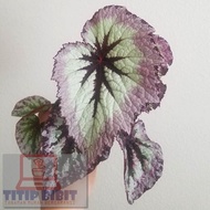 Tanaman Hias Bunga Begonia - Begonia Rex Retro - Daun Begonia Retro -