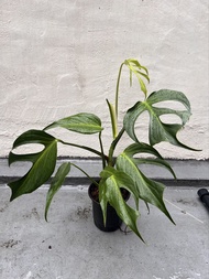 巴西龜背竹 - 觀葉植物盆栽