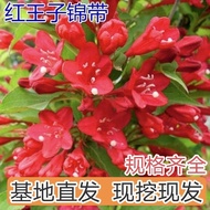 Red Prince Begonia Cold-Resistant Drought-Tolerant Begonia Flower Seedlings Green Plant Seedlings Pl