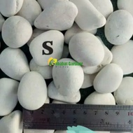 White kupang coral stone for garden decoration 8 kg