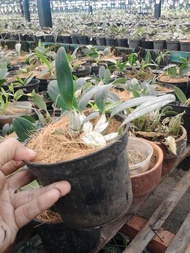 Anggrek Dendrobium agregatum dewasa