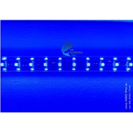 Xian Long High Performance Arowana LED Light Three rows of lights （BLUE）