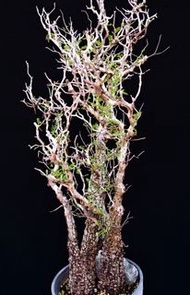 (429) 滿瘤雙頭列加氏漆樹　The elephannnt tree/ Operculicarya decaryi / 塊根植物 Caudex / 另售象牙宮、龜甲龍、念珠橄欖、橄欖樹、象足漆樹