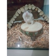 Hamster Toys - HAMSTER Table - HAMSTER Cage Accessories
