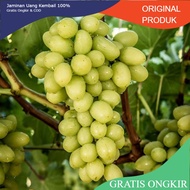 Anggur jenis ARRA-15 (Grapes Import)