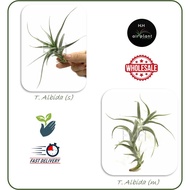AIR PLANT TILLANDSIA ALBIDA AIRPLANT 空气草 空气凤梨 无土植物