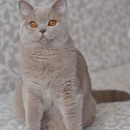 Kucing British shorthair betina lilac import