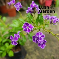 Duranta Erecta / Bunga Langit 金露花 Purple Flower Bunga Ungu outdoor Live Plant Pokok Hiasan [Lush Gar