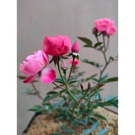 Sindo - Climbing Pink Rose Live Plant IG497YZCQ3