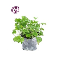 Pokok Daun Pegaga / Cantella Asiatica / Live Plant / Pokok Sayur