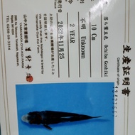 IKAN KOI IMPORT LANGKA OCHIBA GOSHIKI KOI LANGKA IMPORT IKAN KOI RARE