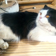 Kucing persia longhair usia 1 tahun 5 bulan. jantan