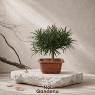 Podocarpus Hokidachi Bonsai - Exotic and Rare Looking Bonsai Tree Plant