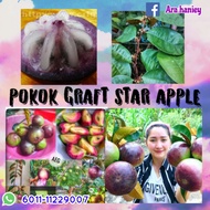 Star apple grafted(pokok susu kawin)