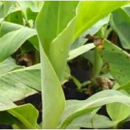 Anak Pokok Pisang Raja Bulu Buah Buahan Fruits Live Plant