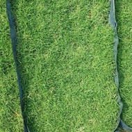 Rumput hidup Filiphine grass, cow grass | tanam rumput |