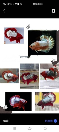 baby saiz s （2-3cm） betta ikan laga halfmoon fancy copper fccp male /female/ 1 pair （random）saiz s