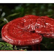 Lingzhi Mushroom Whole Body In Changbai Mountain As A Gift And Supplement For Red 50g Soup 1 Piece A