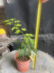 天穎穎園藝～正木五彩楓楓葉～111/5/19實拍