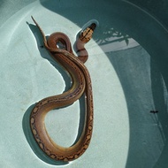 retic golden child het albino