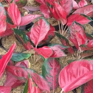 aglaonema suksom