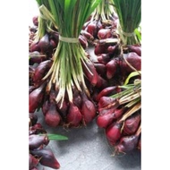 Biji Benih Bawang Merah Dayak Onion Seed 独脚丝茅种子 小红葱种子