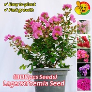 100% Original Mixed Bonsai Lagerstroemia Seeds for Planting Flowers (Fresh 300pcs Seeds) Lagerstroem