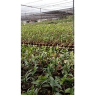 Seedling anggrek dendrobium oryen-anggrek-tanaman hidup-bunga