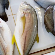 Ikan Kuwe GT/Bobara 1 kg
