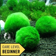 SG READY STOCK | Marimo Moss Ball Pets Underwater Aquarium Moss Ball Plant