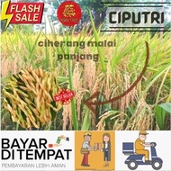 Benih Padi Unggul Ciputri / Bibit Padi Ciputri Berkualitas Kemasan 5kg