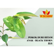 KF - ANAK POKOK DURI HITAM - BLACK THORN 黑刺 // Live Plant // KFTANGARDEN