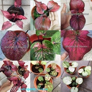 Caladium Thai / Keladi Thai / RARE