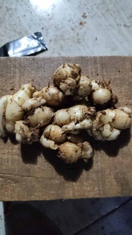 Kencur termurah kemasan 1kg kencur STW (setengah tua)