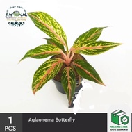 Aglonema butterfly - tanaman hias aglaonema