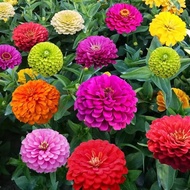 50 เมล็ด ดอกไม้ ดอกบานชื่น Zinnia Seeds เป็นดอกไม้นำความร่มเย็นเป็นสุขมาให้แก่ครอบครัว สายพันธุ์ Cra