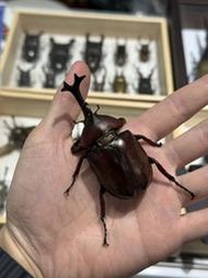 【映賽恪特甲蟲Insect】台灣獨角仙 單公 單母 成蟲 兜蟲